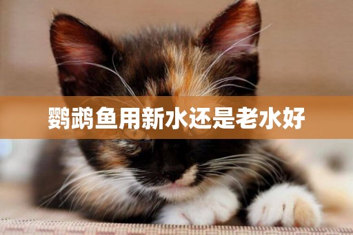 鸚鵡魚用新水還是老水好