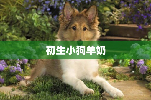 初生小狗羊奶