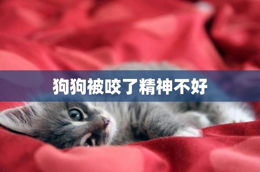狗狗被咬了精神不好