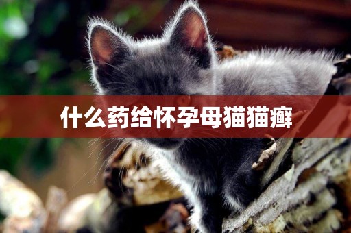 什么藥給懷孕母貓貓癬