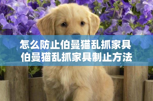 怎么防止伯曼貓亂抓家具 伯曼貓亂抓家具制止方法