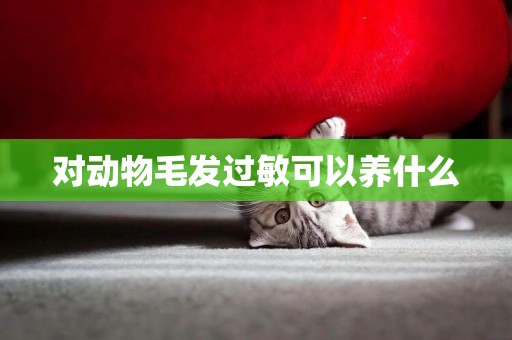 對動物毛發過敏可以養什么