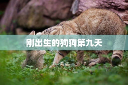 剛出生的狗狗第九天