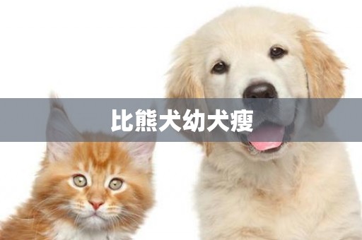 比熊犬幼犬瘦