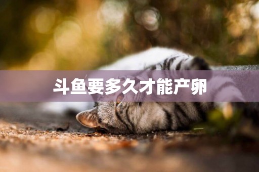 斗魚要多久才能產卵