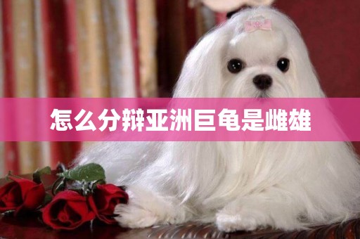 怎么分辯亞洲巨龜是雌雄