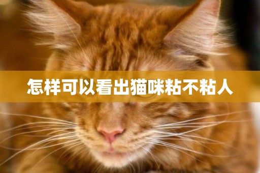 怎樣可以看出貓咪粘不粘人