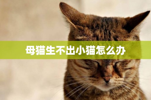 母貓生不出小貓怎么辦