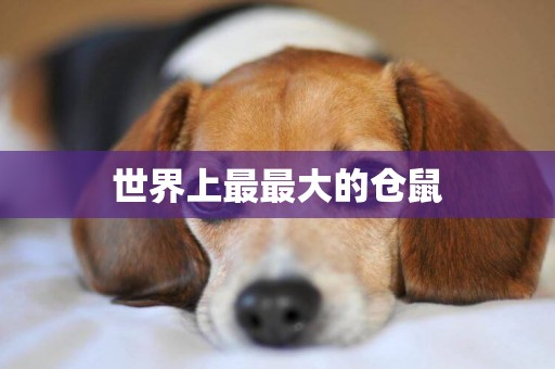 世界上最最大的倉鼠