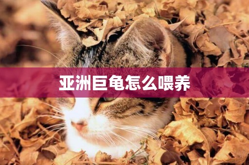 亞洲巨龜怎么喂養
