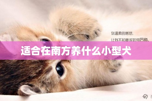 適合在南方養什么小型犬