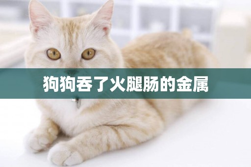 狗狗吞了火腿腸的金屬