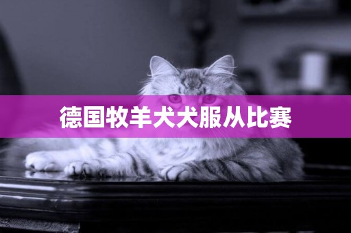 德國牧羊犬犬服從比賽