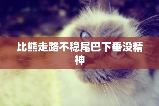 比熊走路不穩尾巴下垂沒精神