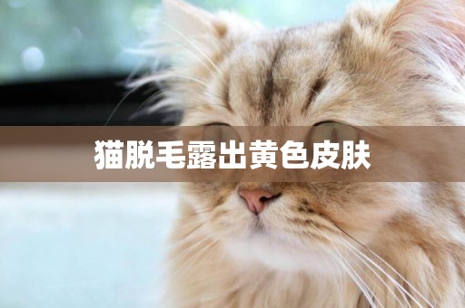 貓脫毛露出黃色皮膚