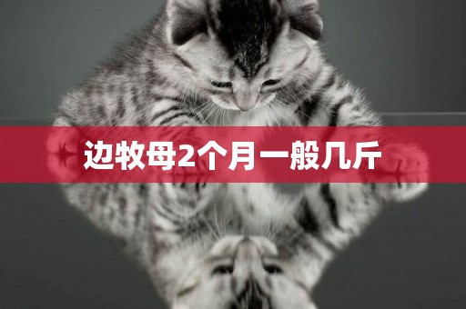邊牧母2個月一般幾斤