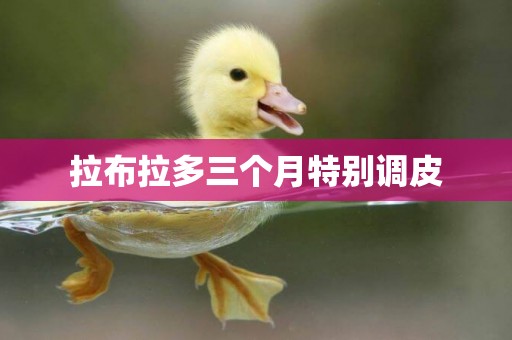 拉布拉多三個月特別調皮