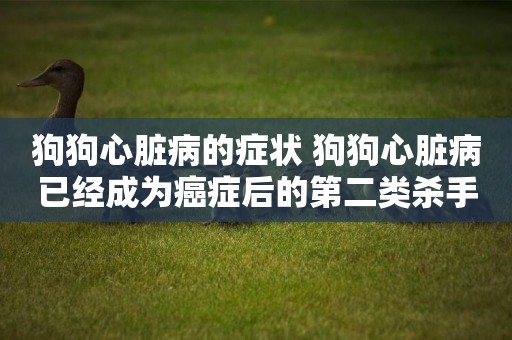 狗狗心臟病的癥狀 狗狗心臟病已經成為癌癥后的第二類殺手