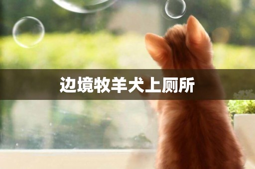 邊境牧羊犬上廁所