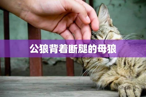 公狼背著斷腿的母狼