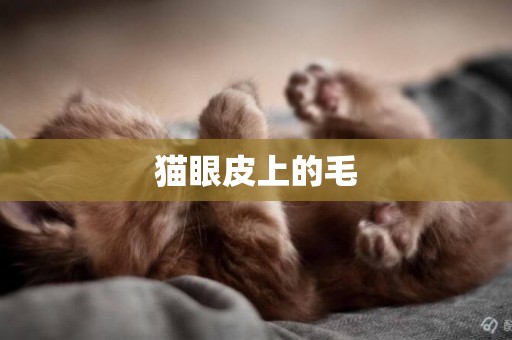 貓眼皮上的毛