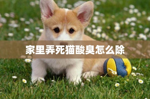 家里弄死貓酸臭怎么除