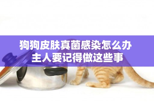 狗狗皮膚真菌感染怎么辦 主人要記得做這些事