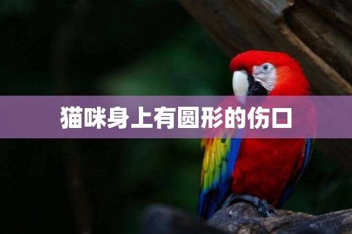 貓咪身上有圓形的傷口