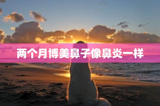 兩個月博美鼻子像鼻炎一樣