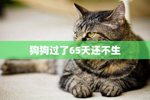 狗狗過了65天還不生