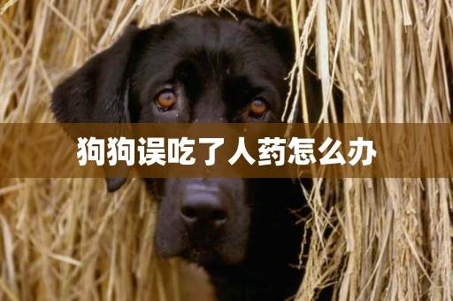 狗狗誤吃了人藥怎么辦