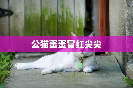 公貓蛋蛋冒紅尖尖
