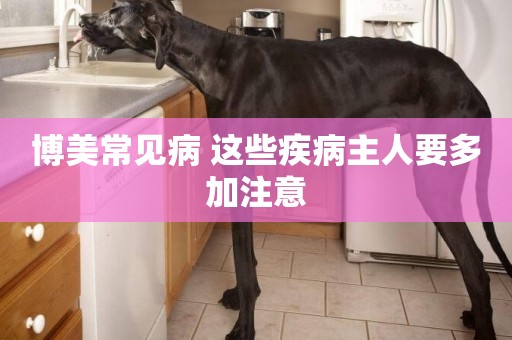 博美常見病 這些疾病主人要多加注意