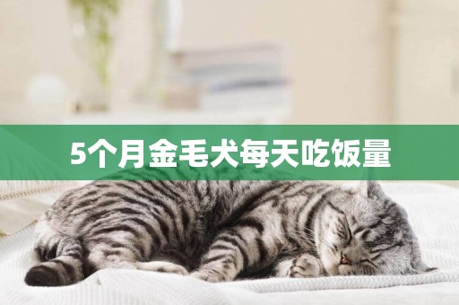 5個月金毛犬每天吃飯量