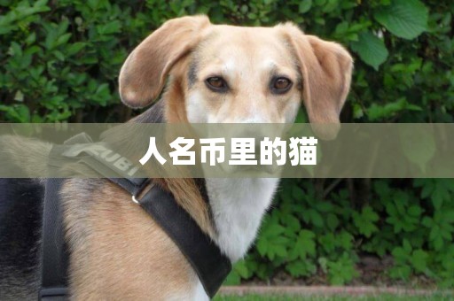 人名幣里的貓