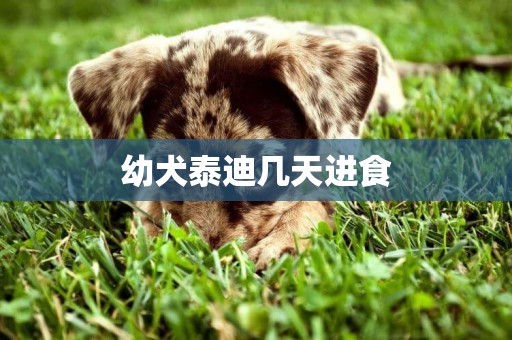 幼犬泰迪幾天進食
