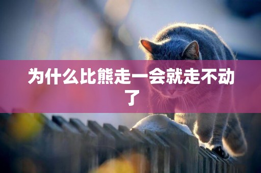為什么比熊走一會就走不動了