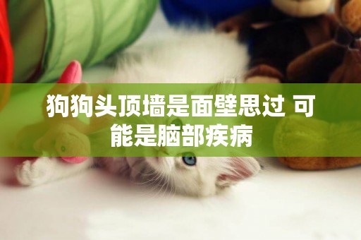 狗狗頭頂墻是面壁思過 可能是腦部疾病