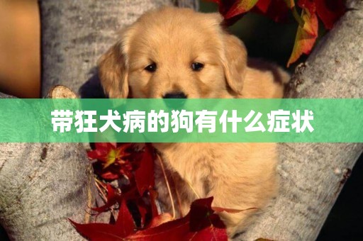 帶狂犬病的狗有什么癥狀