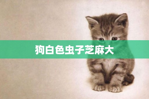 狗白色蟲子芝麻大
