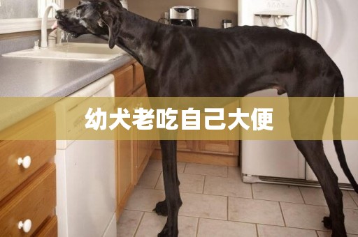 幼犬老吃自己大便