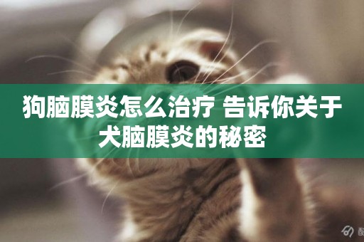 狗腦膜炎怎么治療 告訴你關于犬腦膜炎的秘密