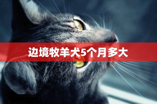邊境牧羊犬5個月多大