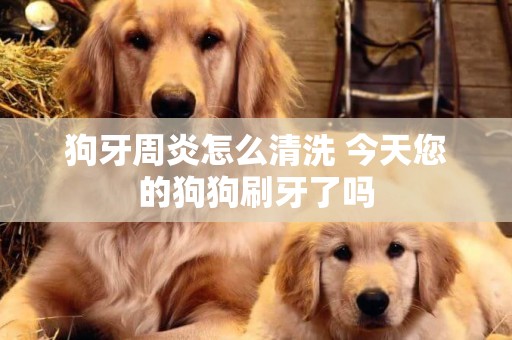 狗牙周炎怎么清洗 今天您的狗狗刷牙了嗎