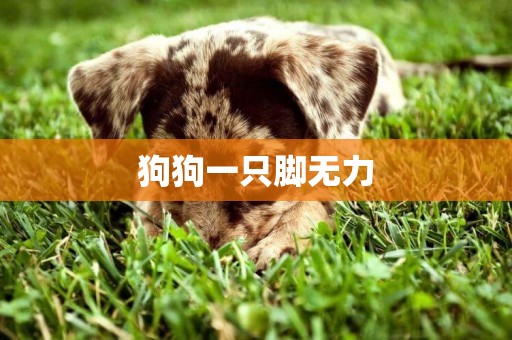 狗狗一只腳無力