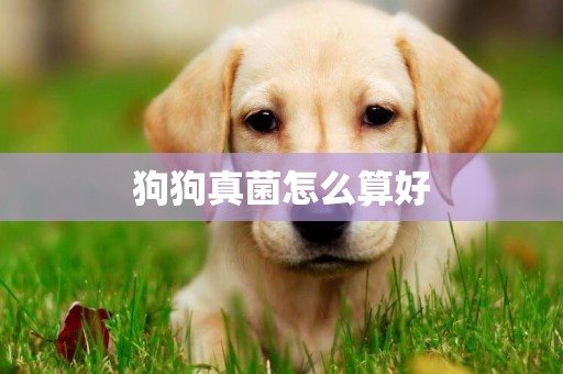 狗狗真菌怎么算好