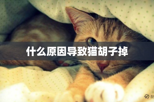 什么原因導致貓胡子掉
