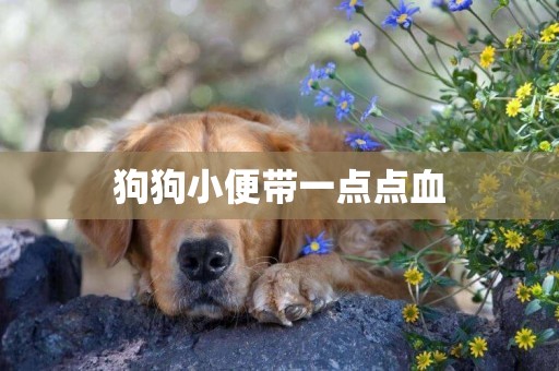 狗狗小便帶一點點血