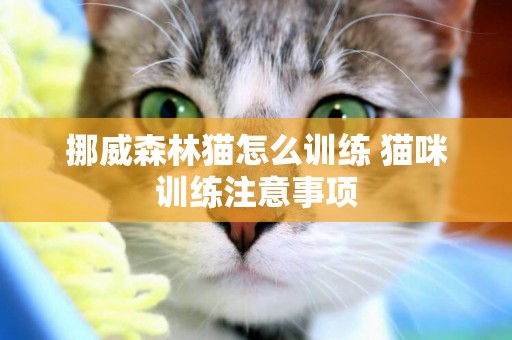 挪威森林貓怎么訓練 貓咪訓練注意事項