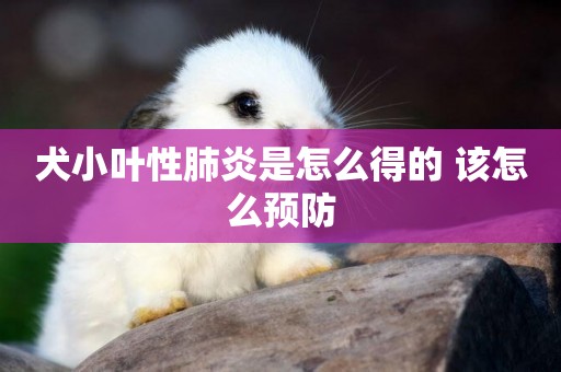 犬小葉性肺炎是怎么得的 該怎么預防